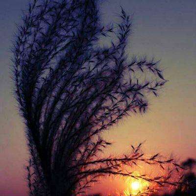 leyu乐鱼·体育手机app下载