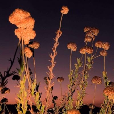 开元ky7818老版本手机app下载